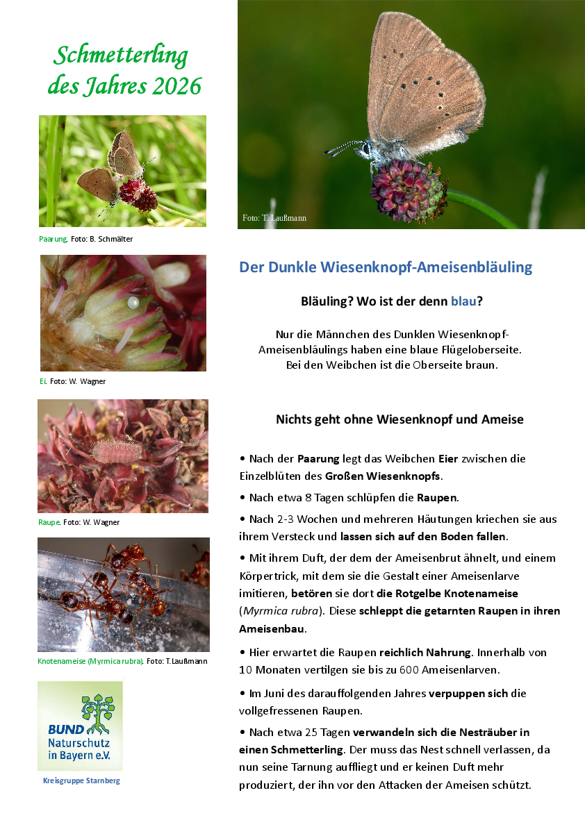 Wiesenknopf-Ameisenbläuling