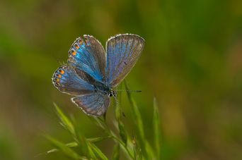 Unknown butterfly (Lycaenidae)