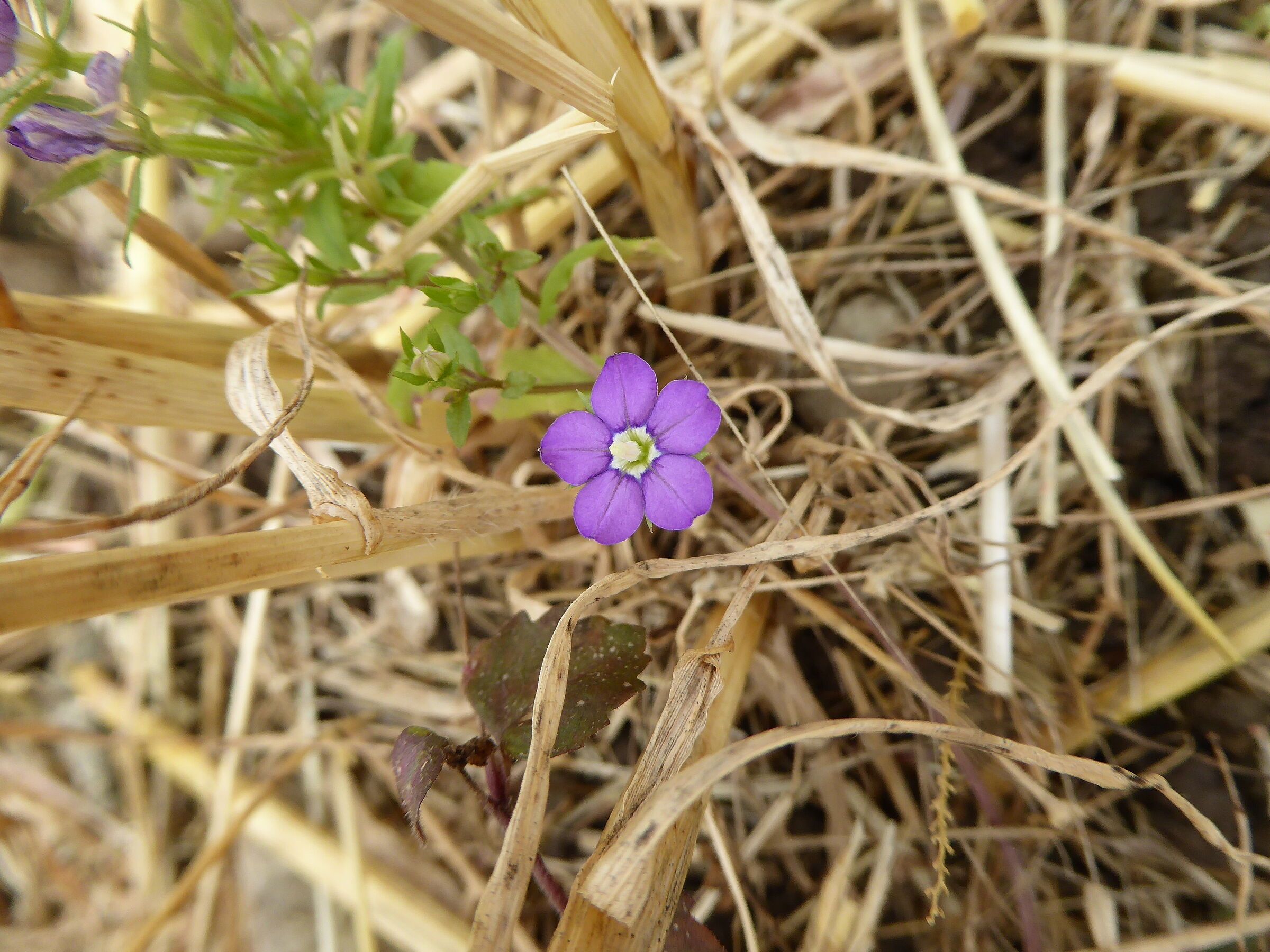Frauenspiegel auf eine Stoppelacker