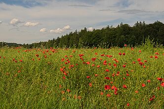 Klatschmohn und ein paar andere Arten von Ackerwildkräutern blühen inmitten eines Getreidefeldes (Foto: Michael J. Stiegler).