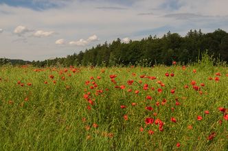 Klatschmohn und ein paar andere Arten von Ackerwildkräutern blühen inmitten eines Getreidefeldes (Foto: Michael J. Stiegler).
