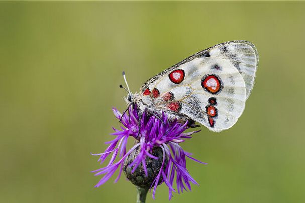 Roter Apollofalter Weibchen