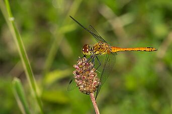 Sympetrum sanguineum