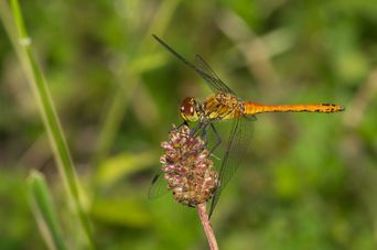 Sympetrum sanguineum