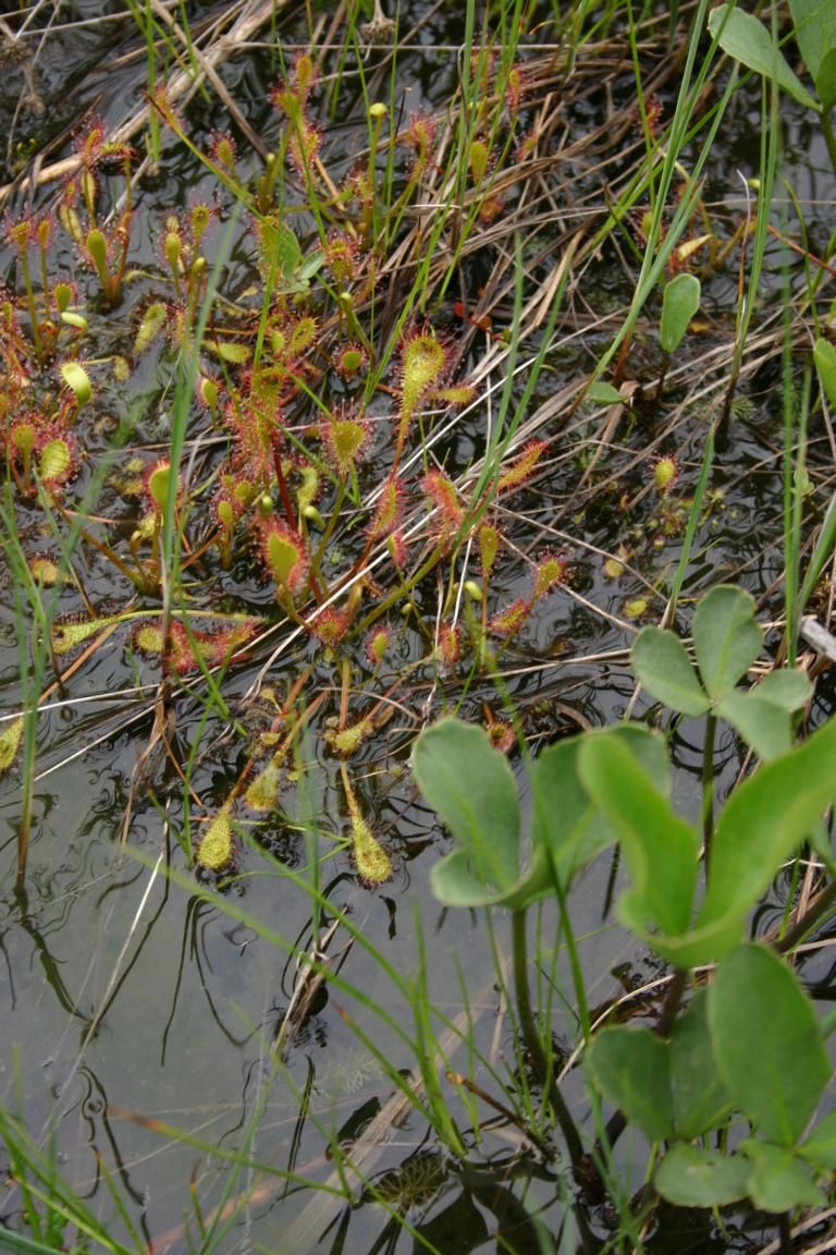 Langblättriger Sonnentau (Drosera longifolia)_Foto: B. Quinger
