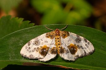 Abraxas sylvata