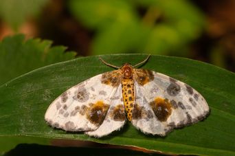 Abraxas sylvata