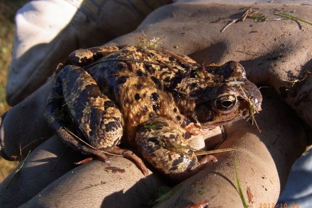 Kröte auf der behandschuhten Hand eines Amphibienretters©OG Wessling