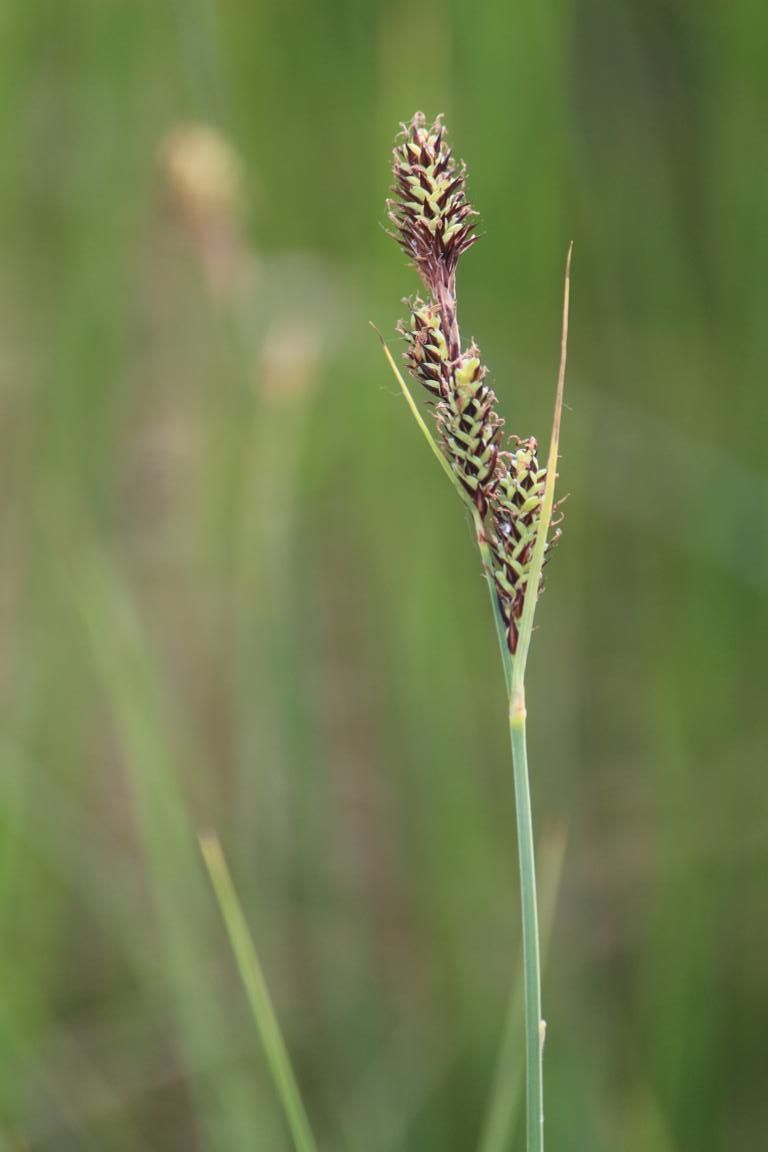 Buxbaums Segge (Carex buxbaumii)_Foto: B. Quinger