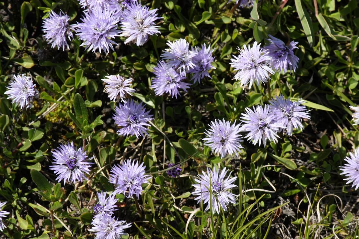 Herzblättrige Kugelblume (Globularia cordifolia)_Foto: B. Quinger