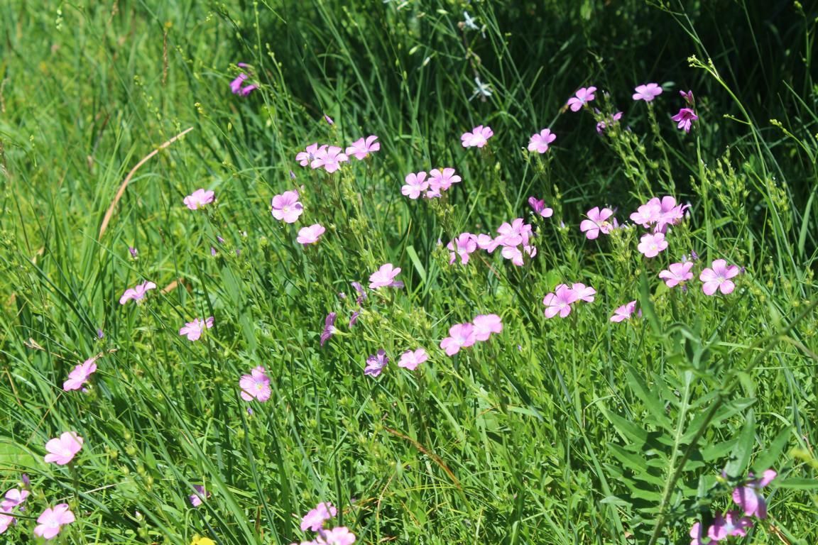 Klebriger Lein (Linum viscosum)_Foto: B. Quinger