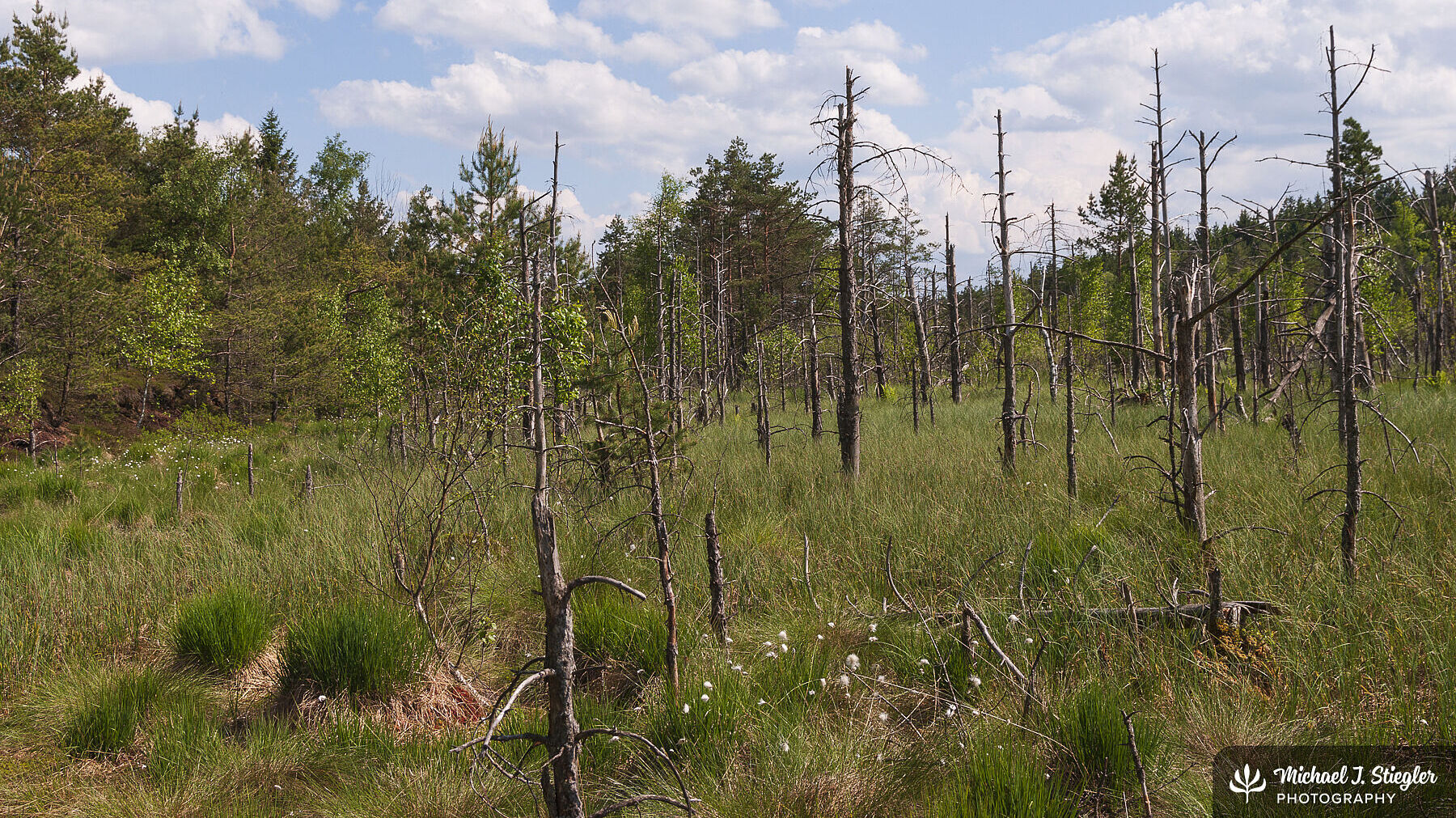 Allmannshauserfilz: entwässertes Hochmoor, Spirkenfilz
