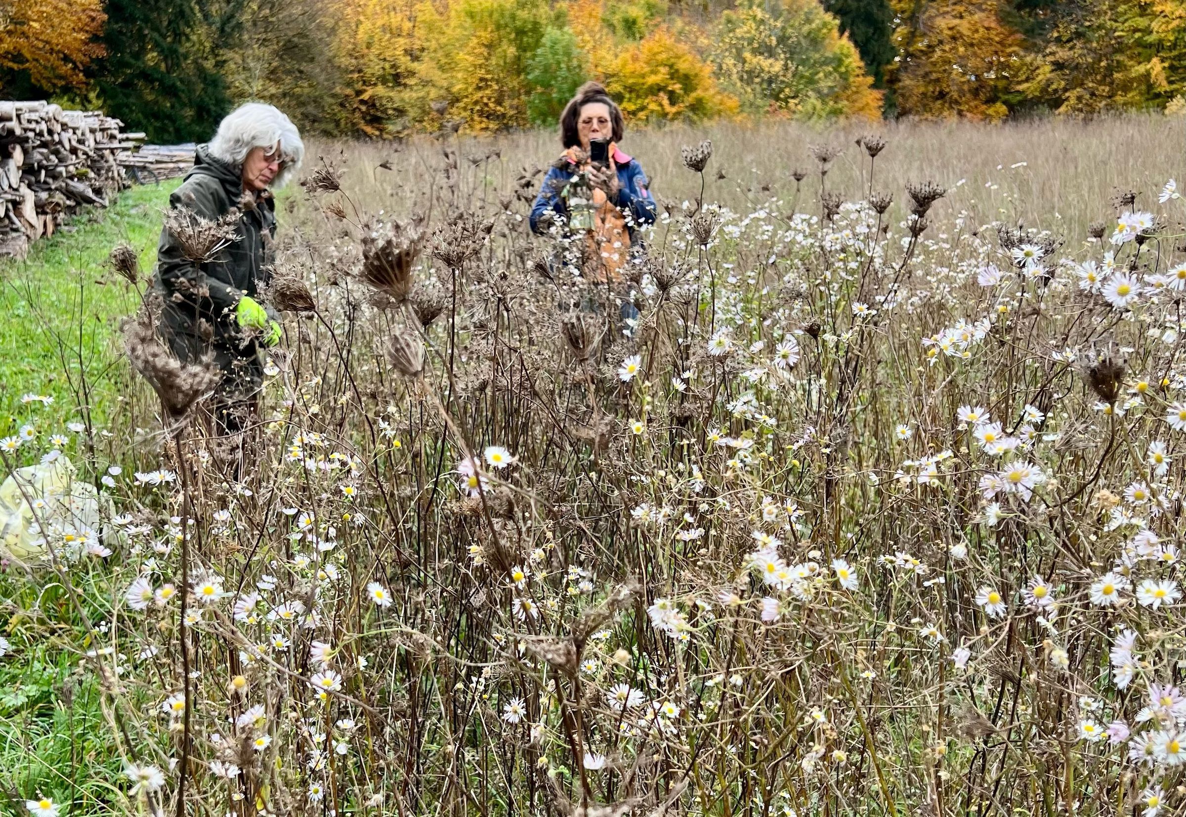 Foto BN OG Weßling Helferinnen entfernen in einer Wiese das invasive Berufkraut