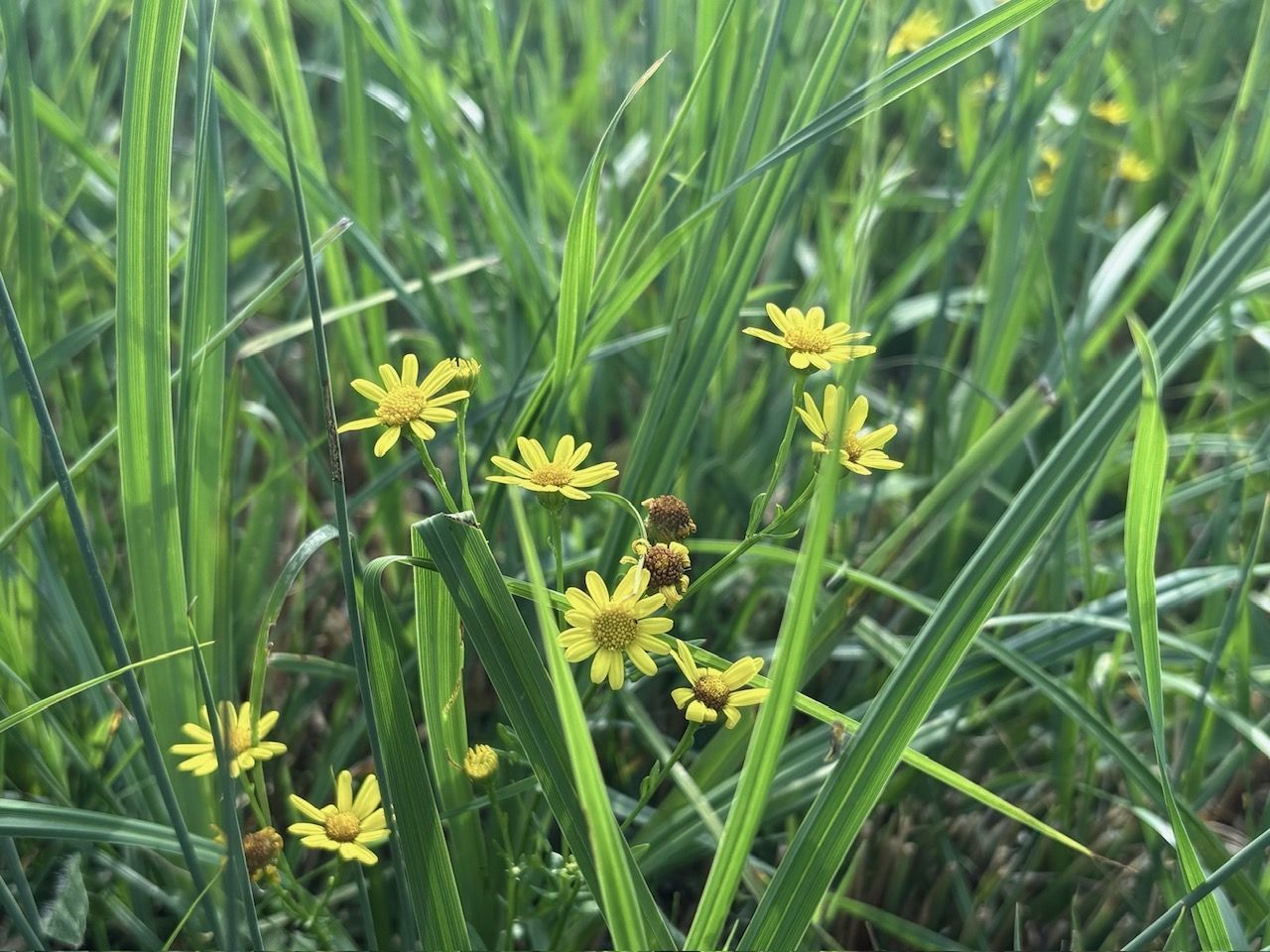 gelbe margeritenähnliche Blüten des Wasser-Greiskraut
