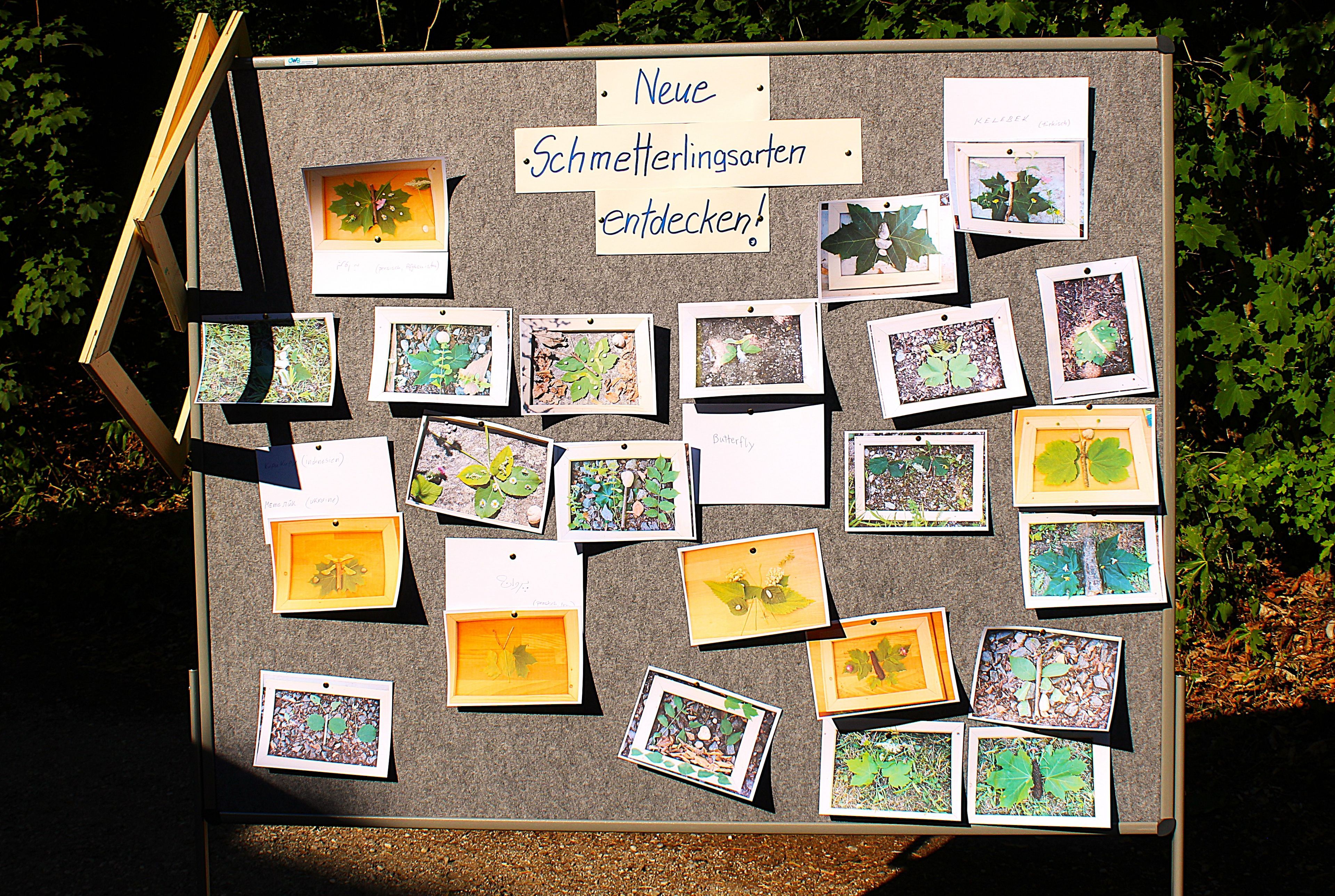 Schmetterlingsgalerie. Foto_Sonja Gaja