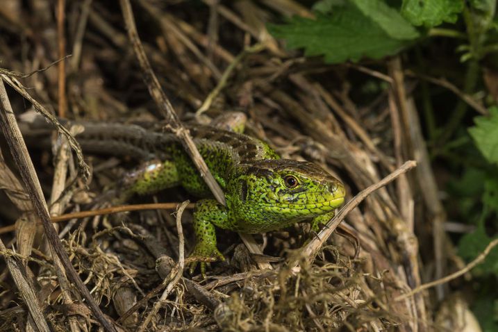 Lacerta agilis (Foto: Michael J. Stiegler)