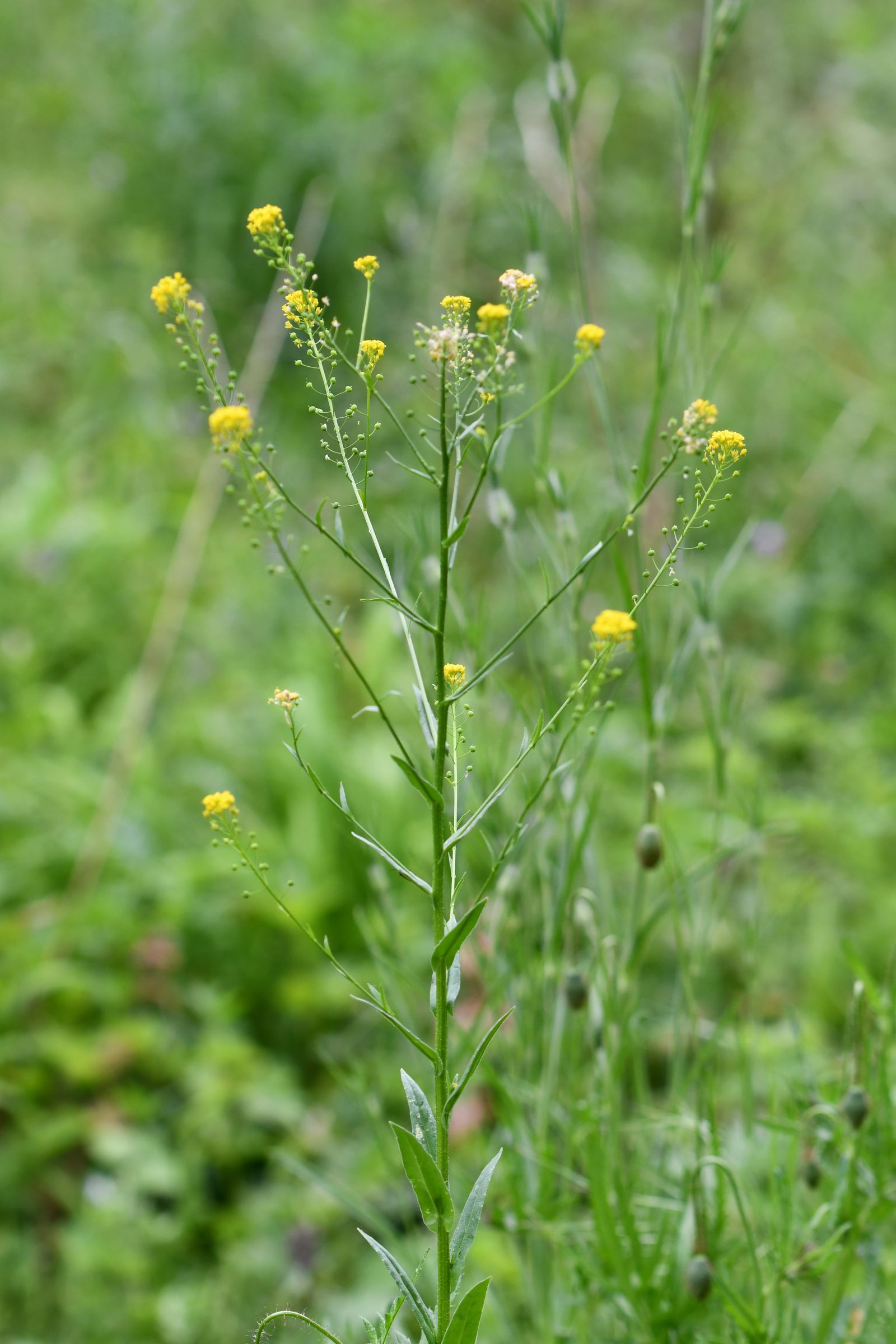 Finkensame_Foto: Stefan Meyer