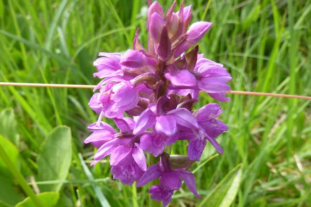 Knabenkraut im Aubachfeld©OG Wessling
