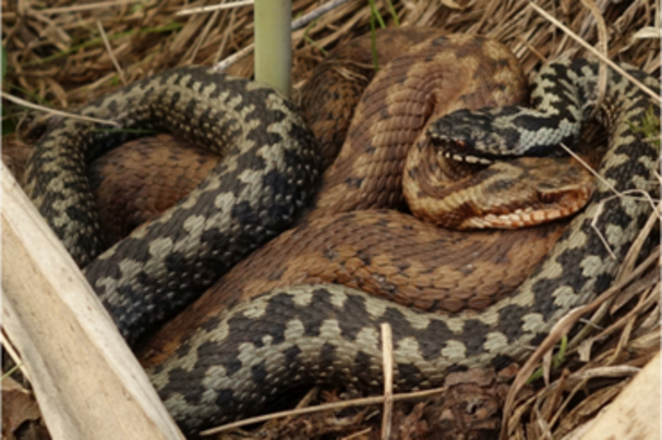 Foto: Andreas Zahn Das dunkle Zickzack-Band auf dem Rücken, senkrecht geschlitzten Pupillen und ein V-förmiger Kopf sind für die Kreuzotter. Es gibt aber auch völlig schwarze Tiere, sogenannte Höllenottern, die oft mit Ringelnattern verwechselt werden