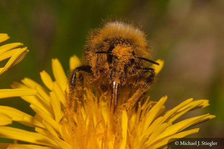 Bombus terrestris