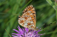Boloria-selene-Unterseite
