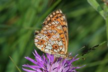 Boloria-selene-Unterseite