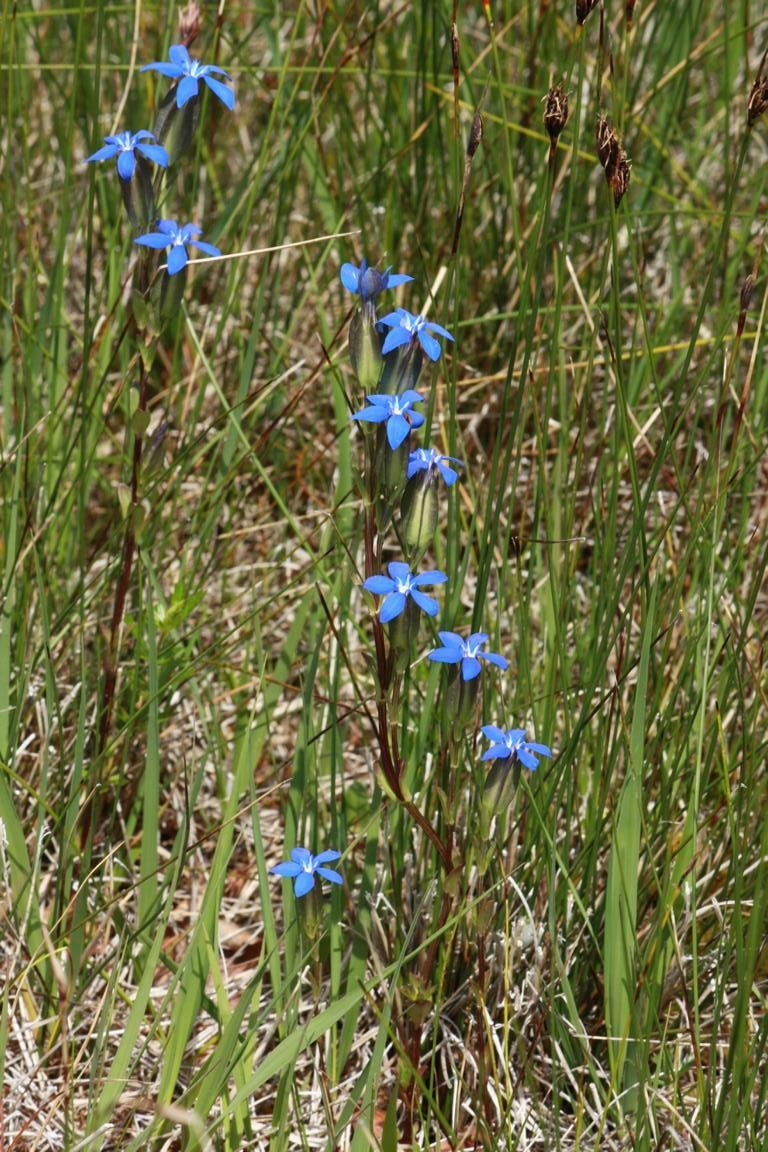 Schlauch-Enzian (Gentiana utriculosa)_Foto: B. Quinger
