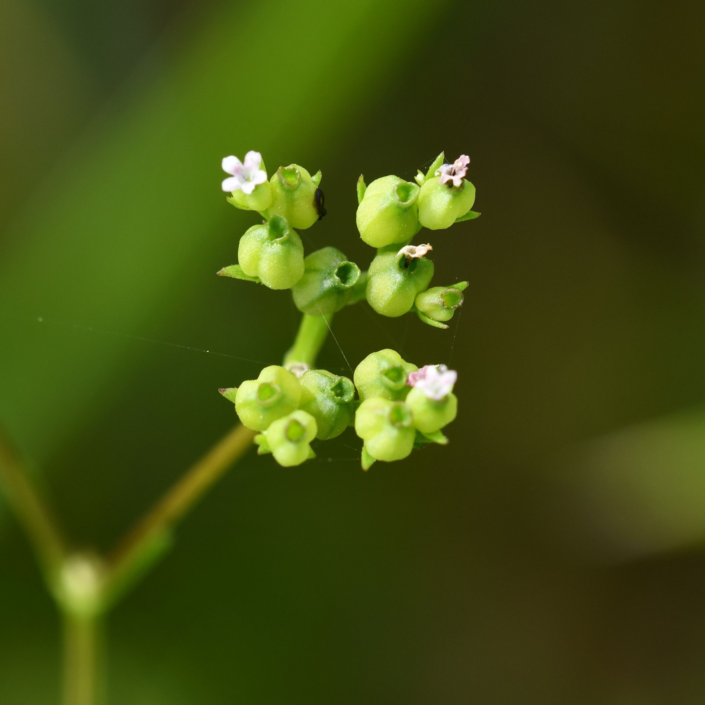 Gefurchter Feldsalat_Foto: Stefan Meyer