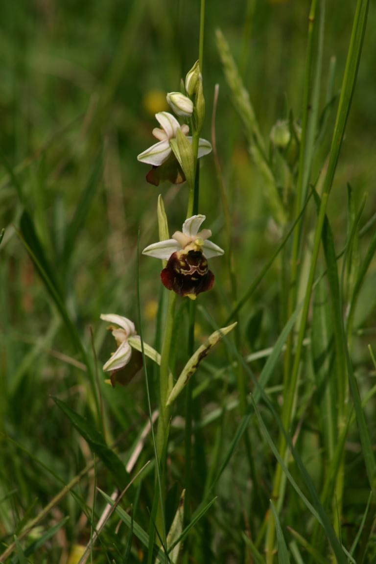 Hummel-Ragwurz (Ophrys holoserica)_Foto: B. Quinger
