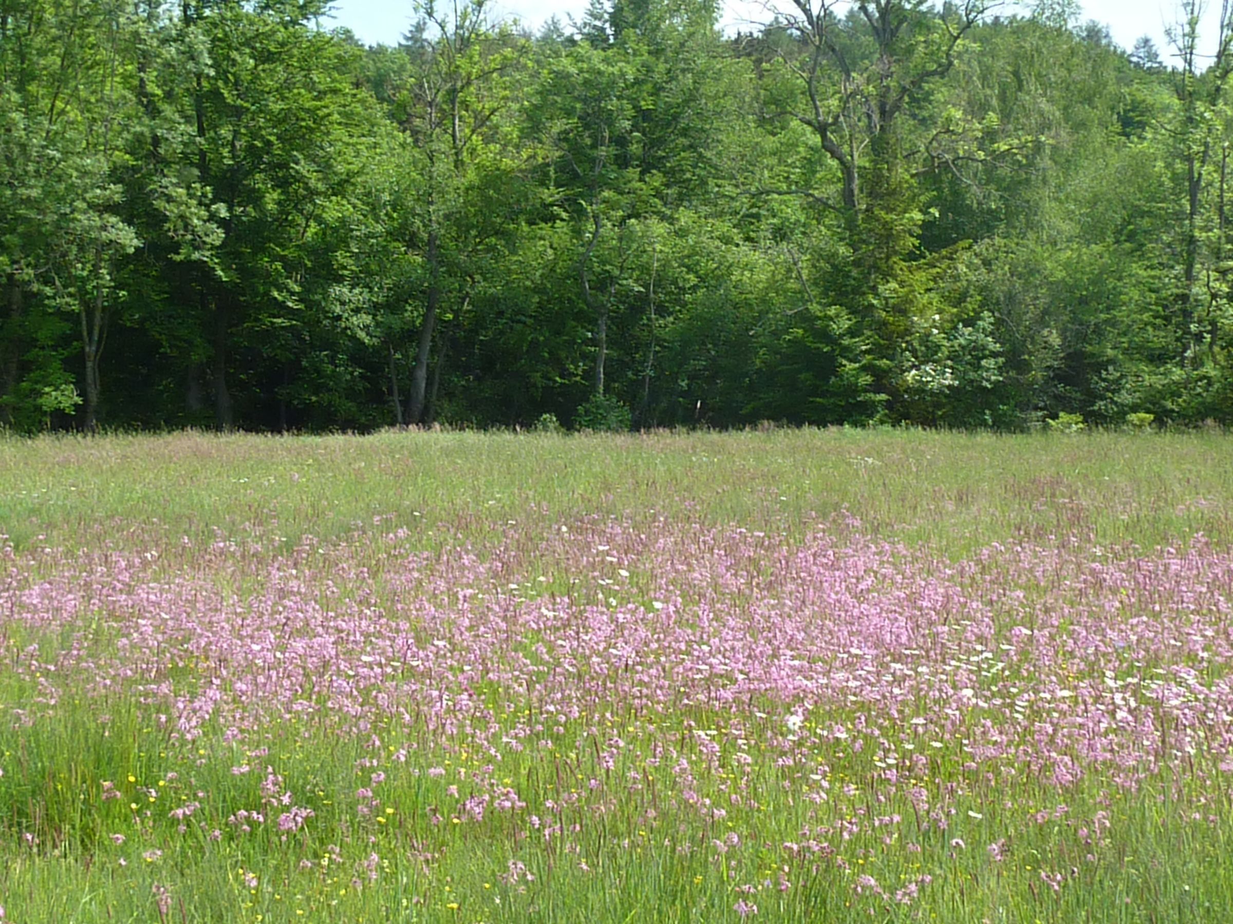 Aubachwiese in Blüte