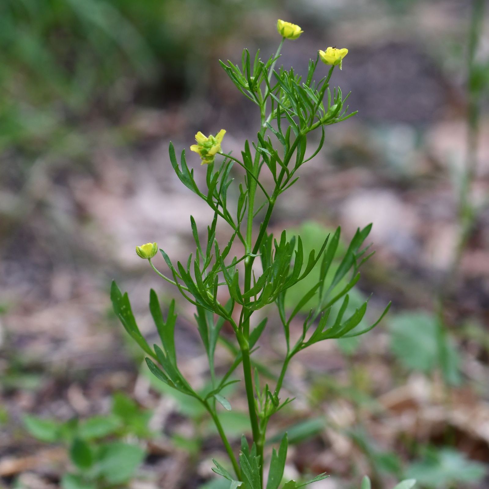 Acker-Hahnenfuß_Foto: Stefan Meyer