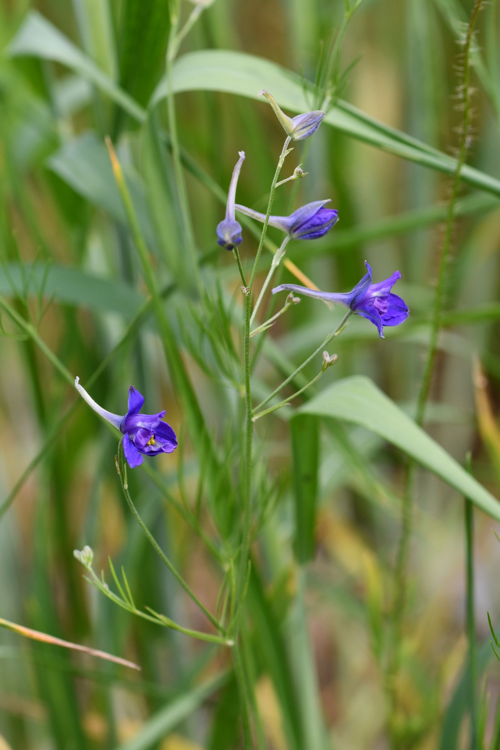 Acker-Rittersporn_Foto: Stefan Meyer