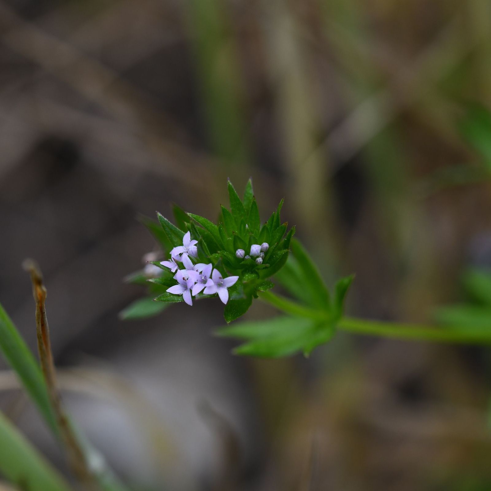 Ackerröte_Foto: Stefan Meyer