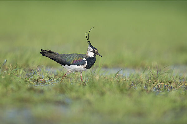 Kiebitz. Foto Christoph Bosch