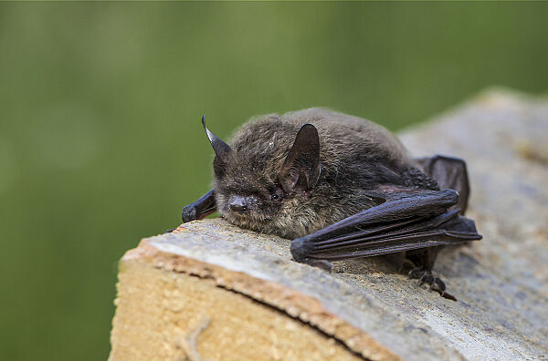 Kleine Bartfledermaus. Foto Marcus Bosch