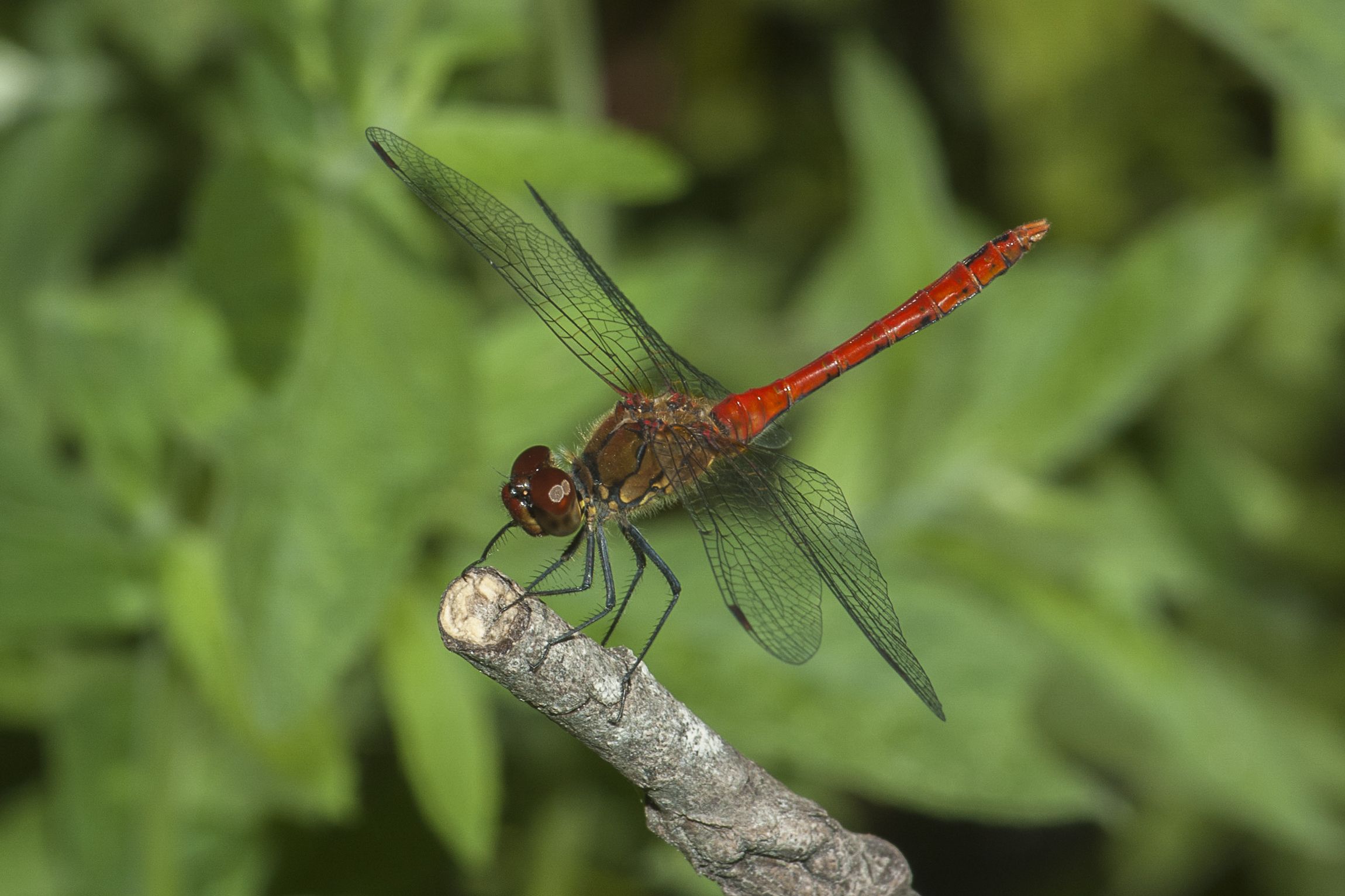 Sympetrum sanguineum