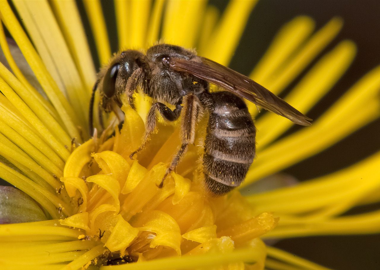 Gebänderte Furchenbiene von Wolfgang Willner