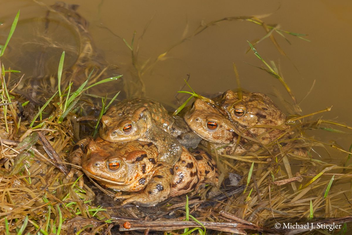 Bufo bufo