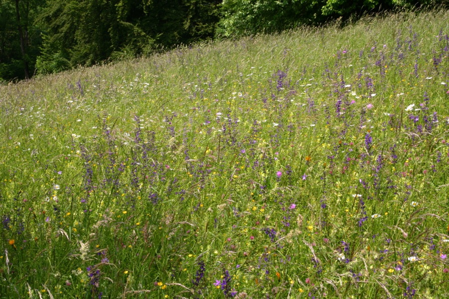 Demeter-Hof-Grenzebach-2