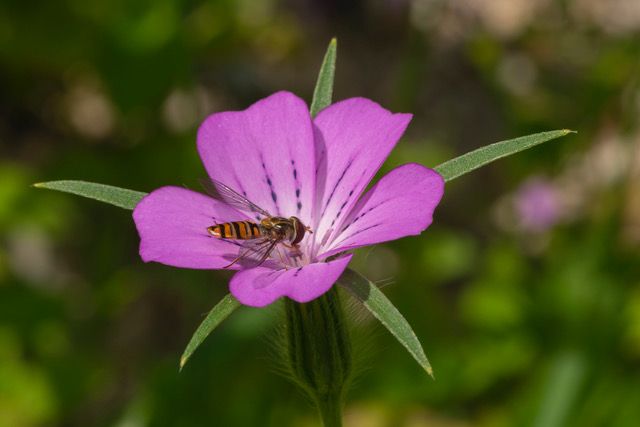Agrostemma githago