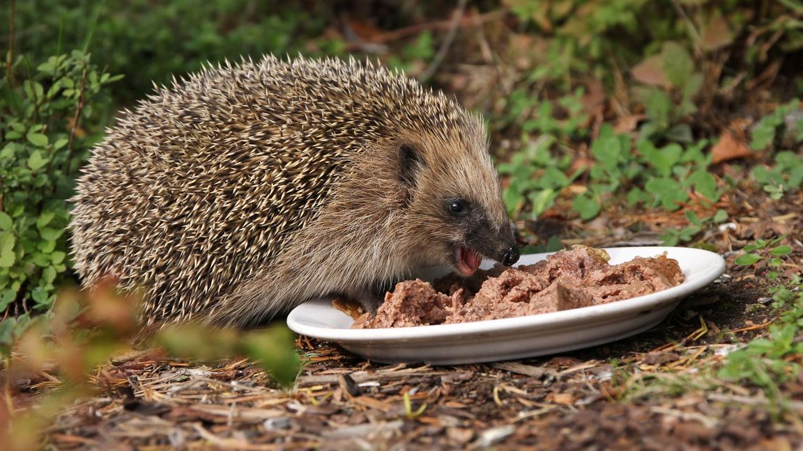 Igel an Futterstelle