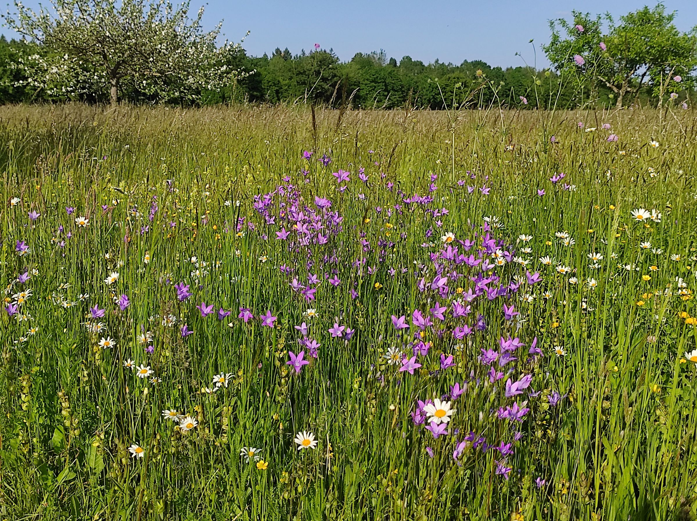 Wiesen-Glockenblumen im Streuobstwiesenbereich der nördlichen Sanatoriumswiese