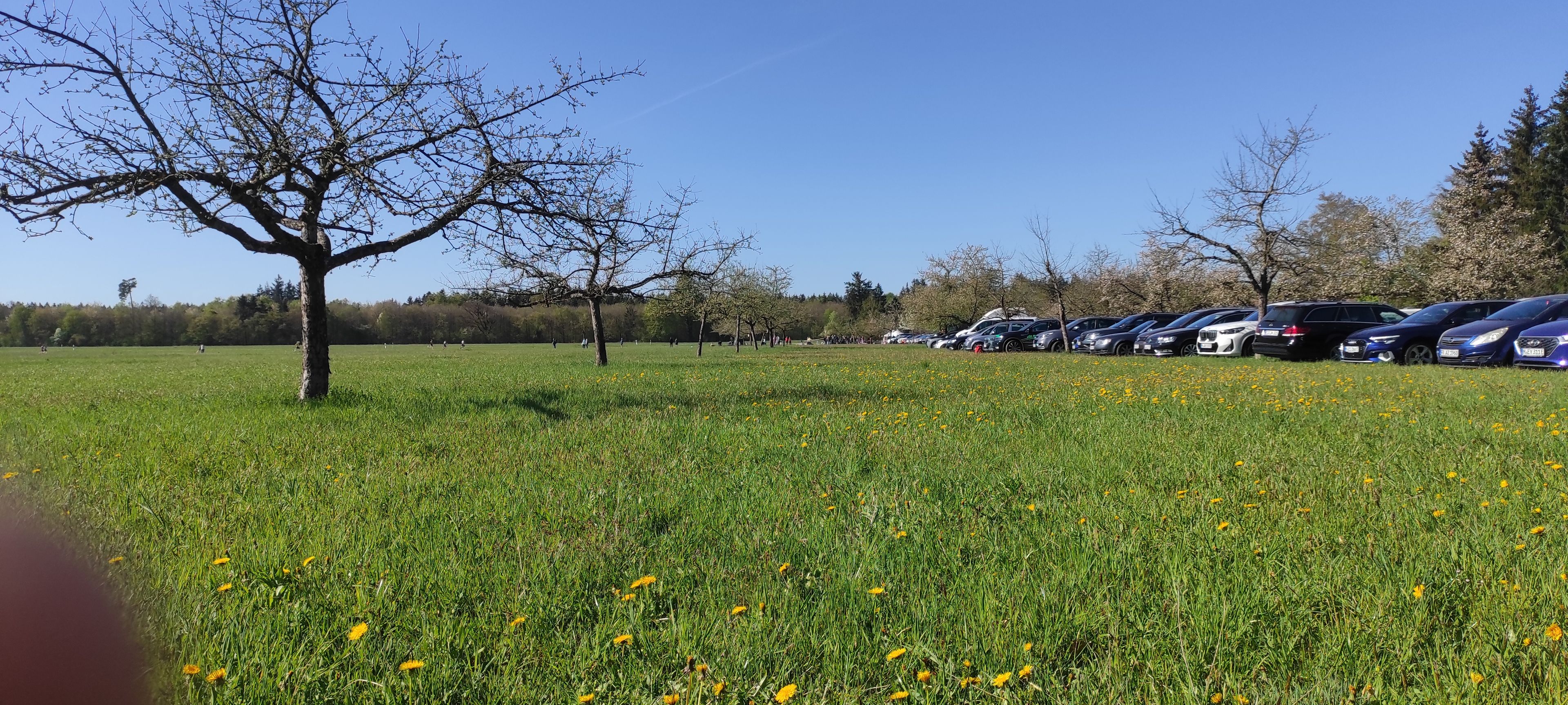Der Streuobstbereich am 26.04.2026. Die Wiese wurde im Vorfeld nicht gemäht. 