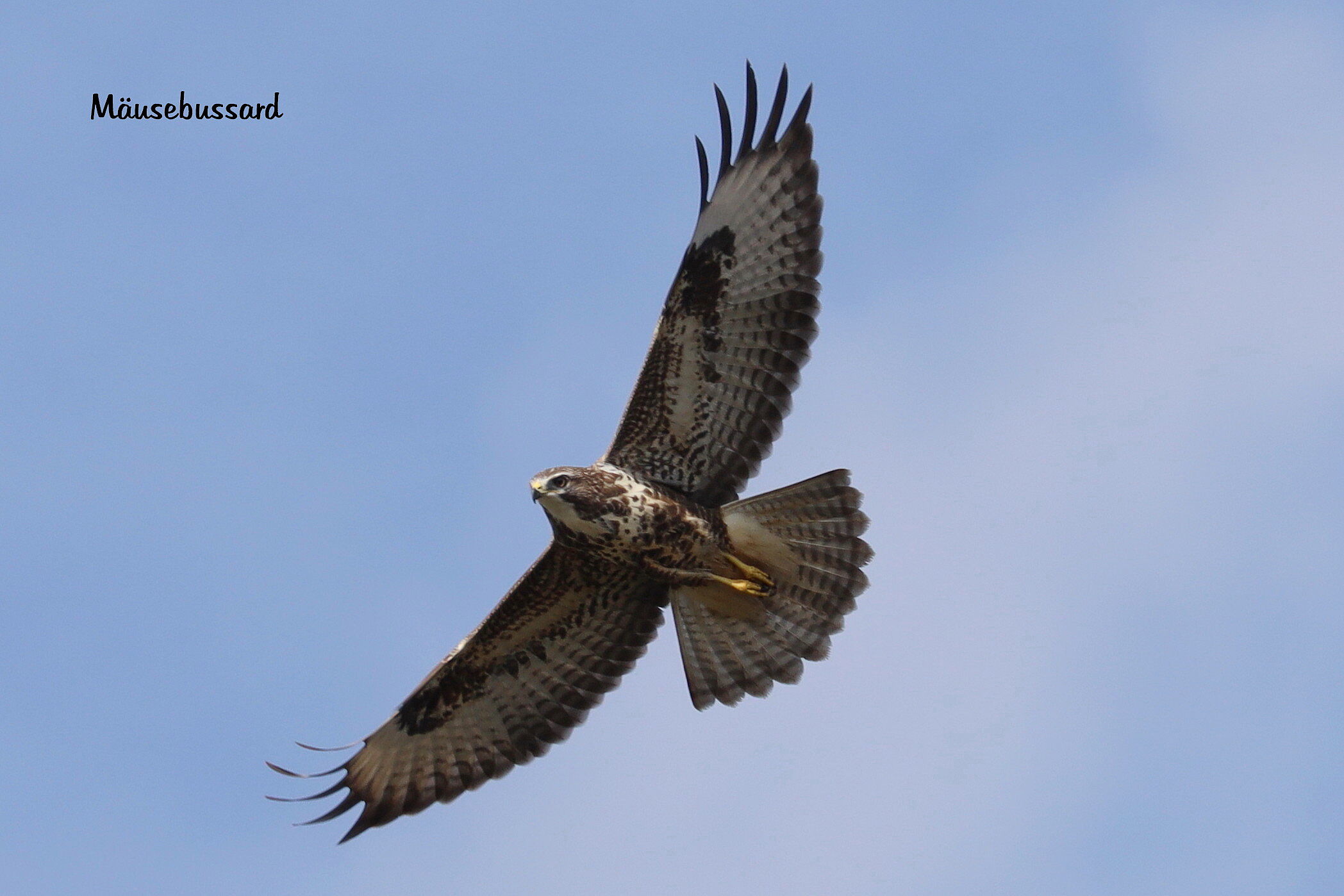 Mäusebussard