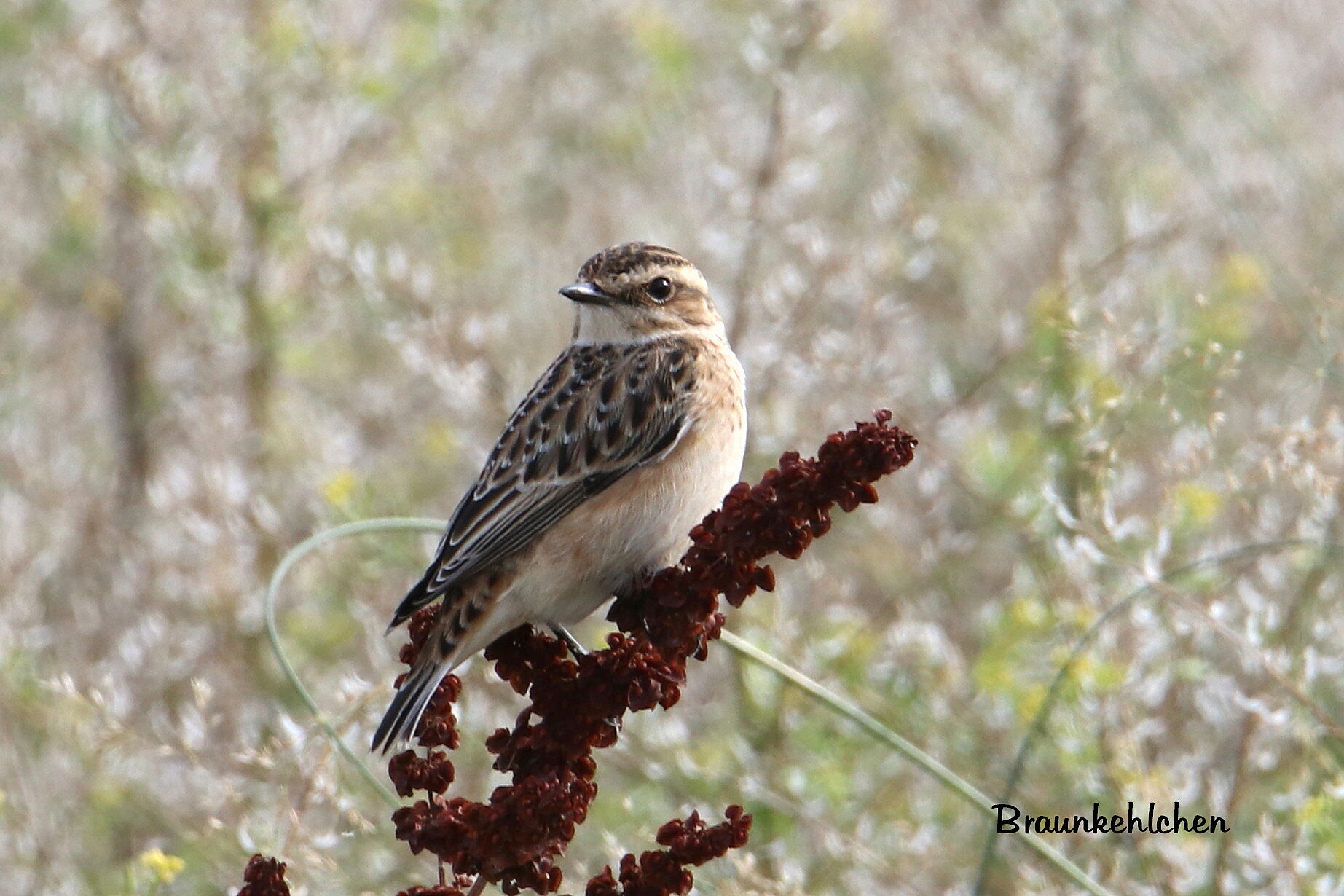 Braunkehlchen