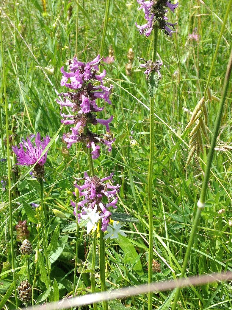 Wiesenblumen