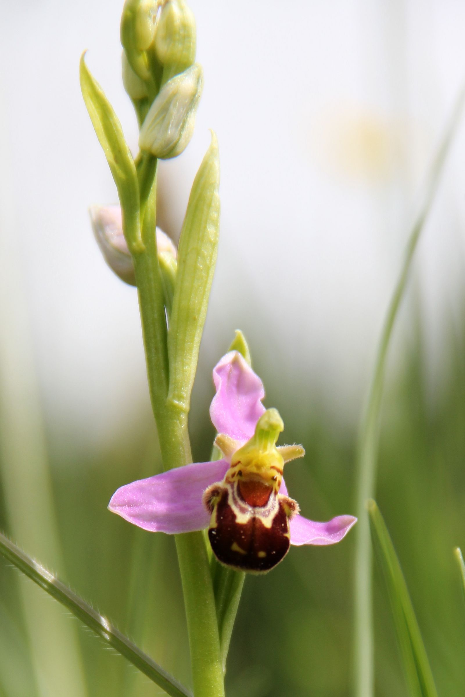 Orchidee (c) Peter Witzan