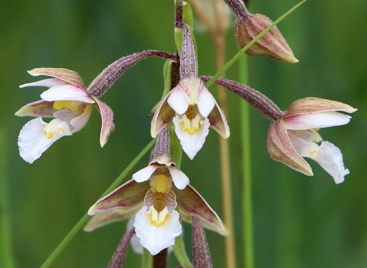 Orchidee (c) Peter Witzan