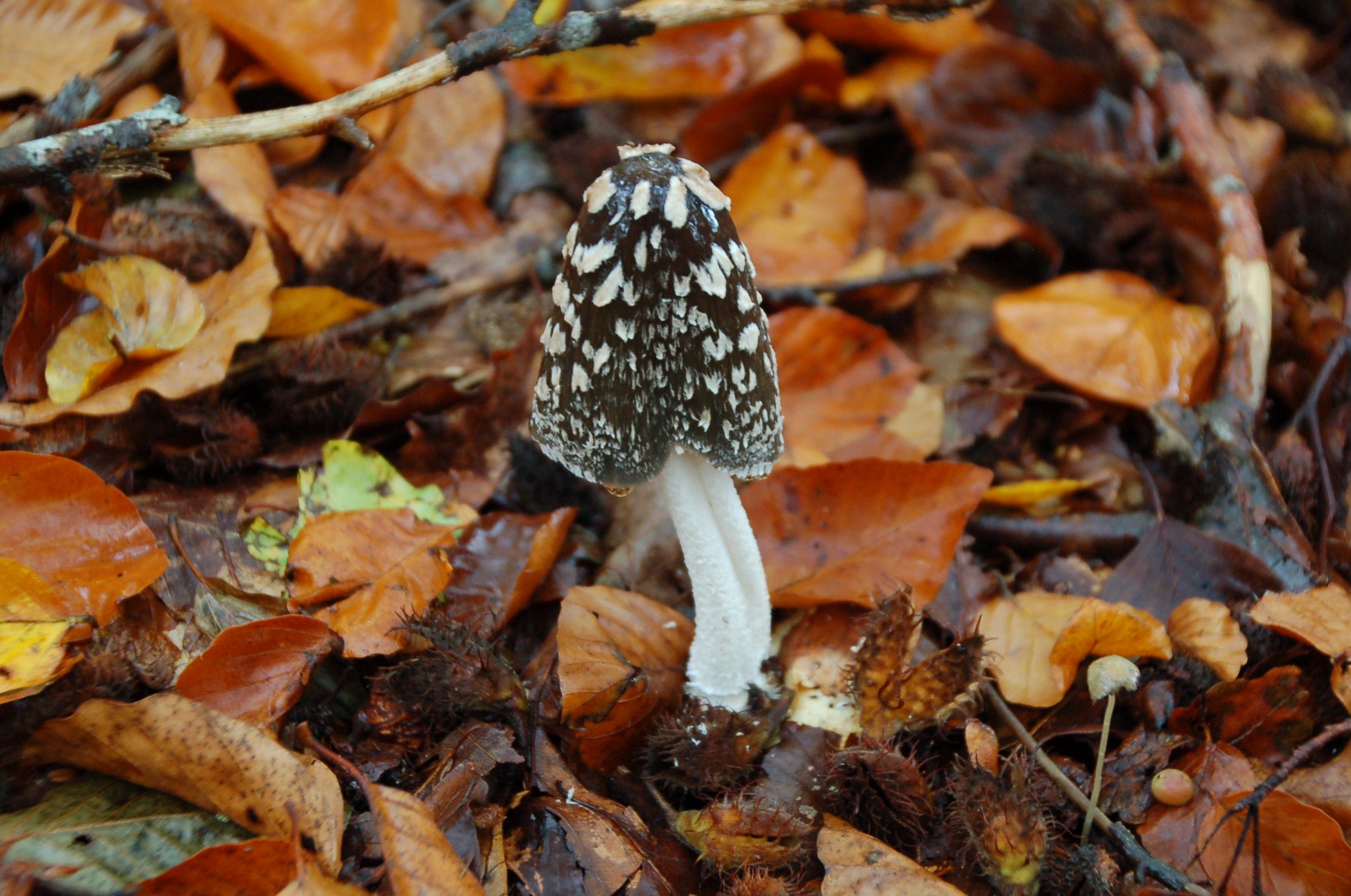 Pantherpilz Foto: Irmi Franken
