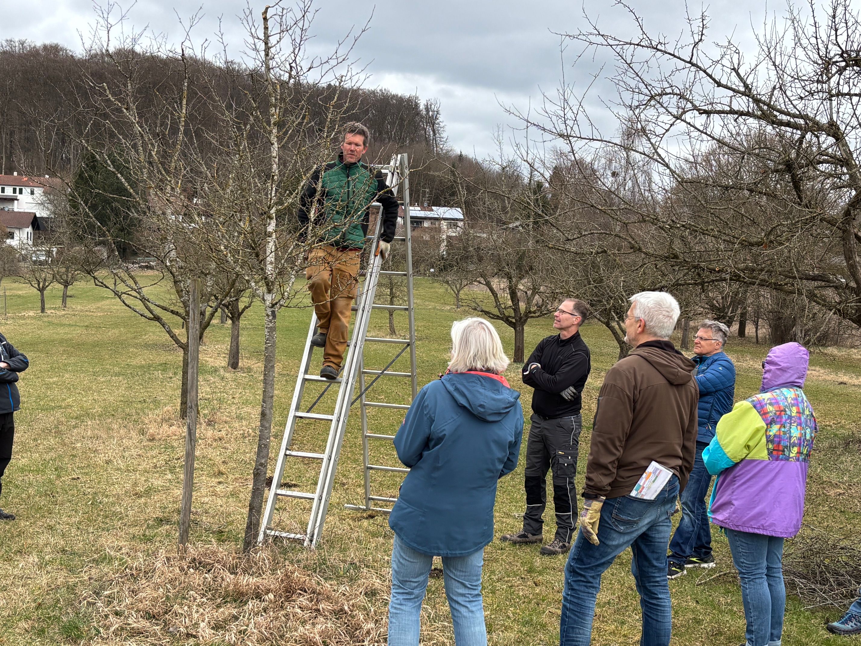 Menschen stehen um einen Obstbaum und überlegen den Schnitt